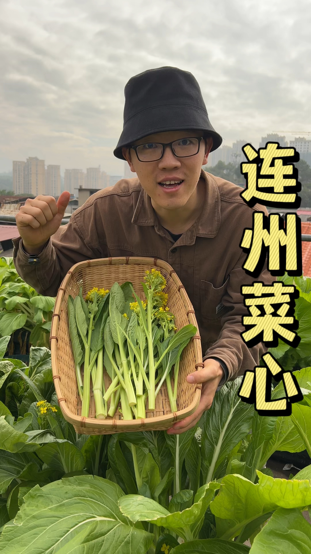 连州菜心好吃好种的菜心品种推荐