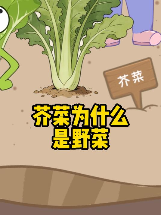 芥菜为什么还是野菜