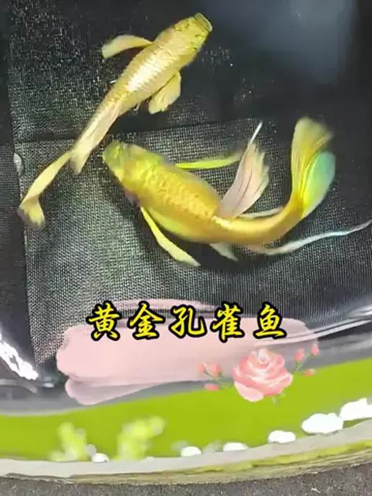 满鳞黄金孔雀鱼苗太迷人 怎样养出这效果?