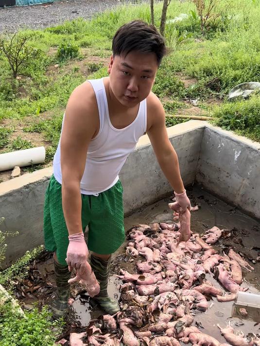 天气热喂鱼吃肉肉,鳄鱼养殖场