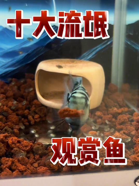 十大流氓观赏鱼,看看你都养过哪几个?