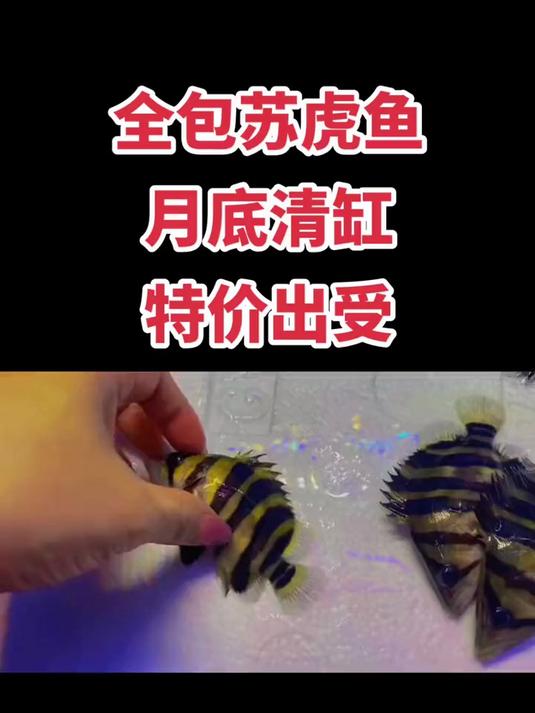 捡漏苏虎鱼,10公分左右,包肚包脖,柠檬黄底色