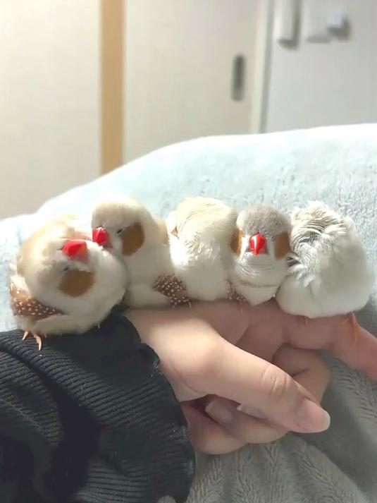 可爱的五个小肉丸嘿嘿