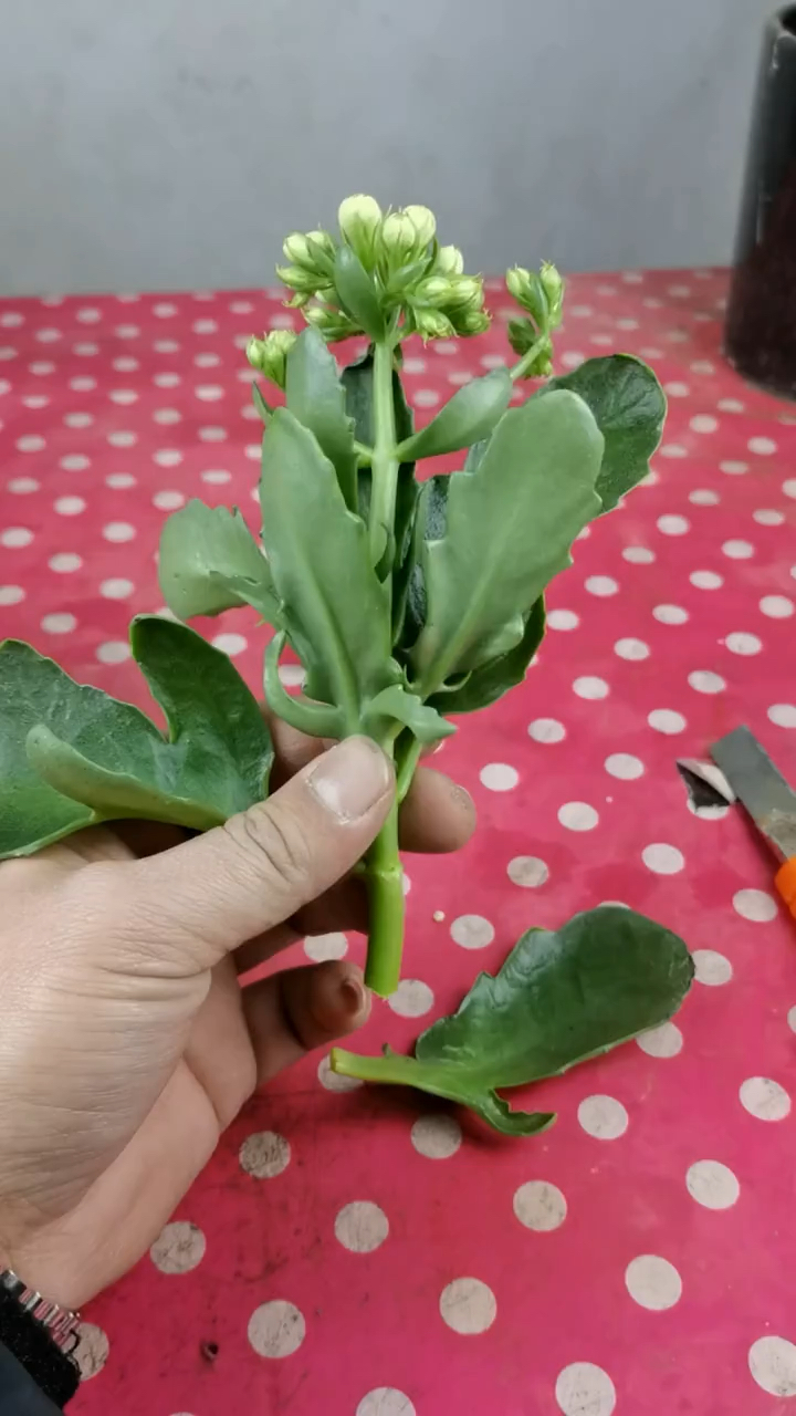 四季扦插长寿花需要注意的点