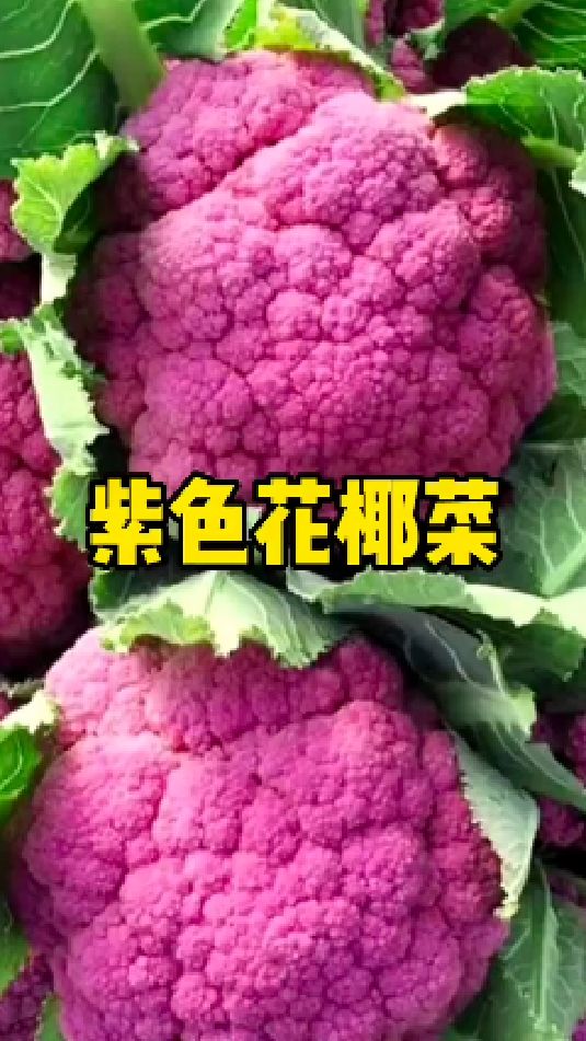 家里不知道种什么的,种点这个紫色花椰菜吧,既能当花看又能当菜吃