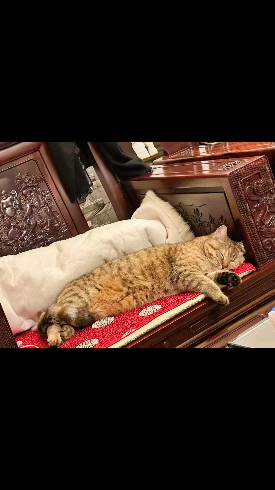 我是招财貔貅