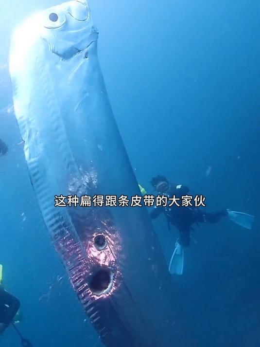 皇带鱼为何能令日本人感到害怕?真会带来地震?