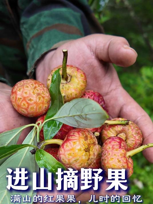 鸡嗉子学名:鸡嗉子果,别名山覆盆、野荔枝