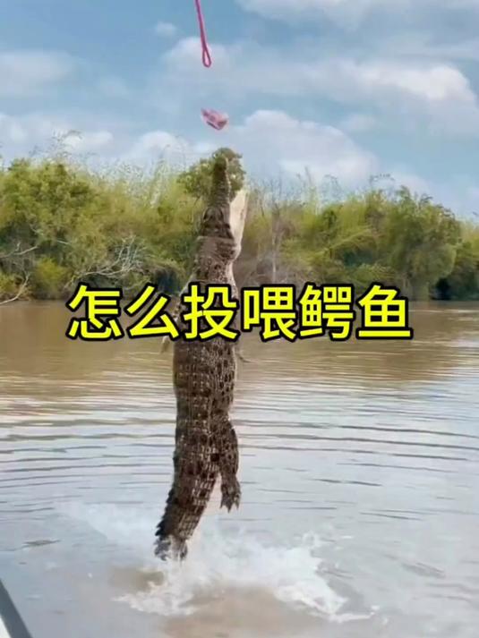 怎么投喂鳄鱼