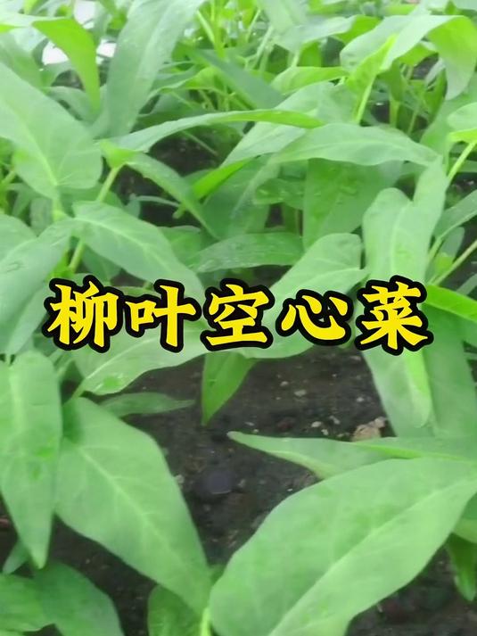 柳叶空心菜 蔬菜种子