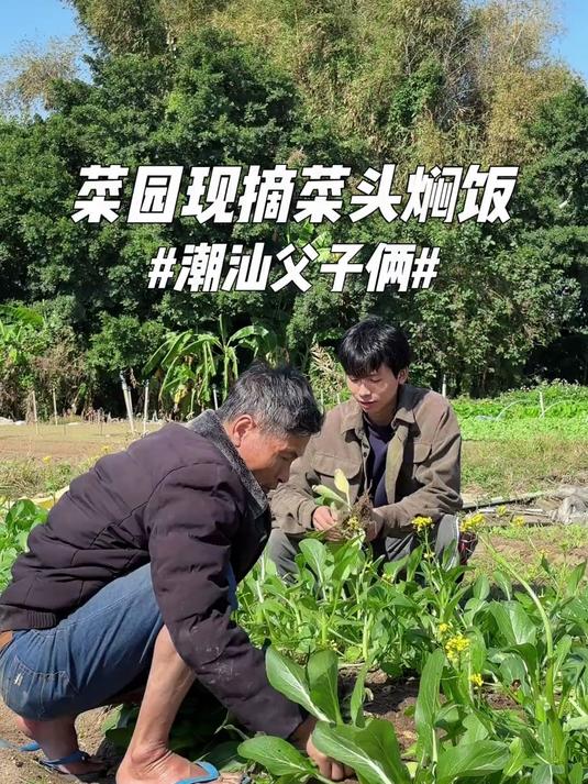 今天在菜园现摘菜头来焖菜头饭