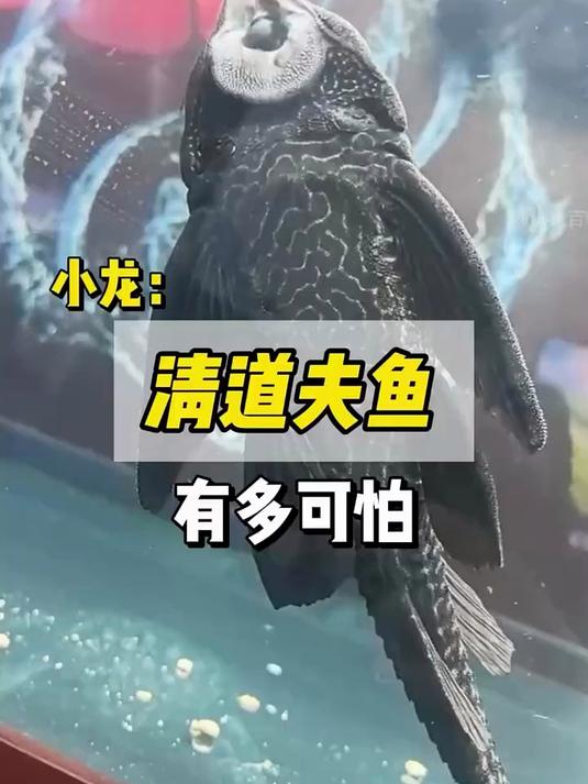 清道夫鱼到底有多可怕？