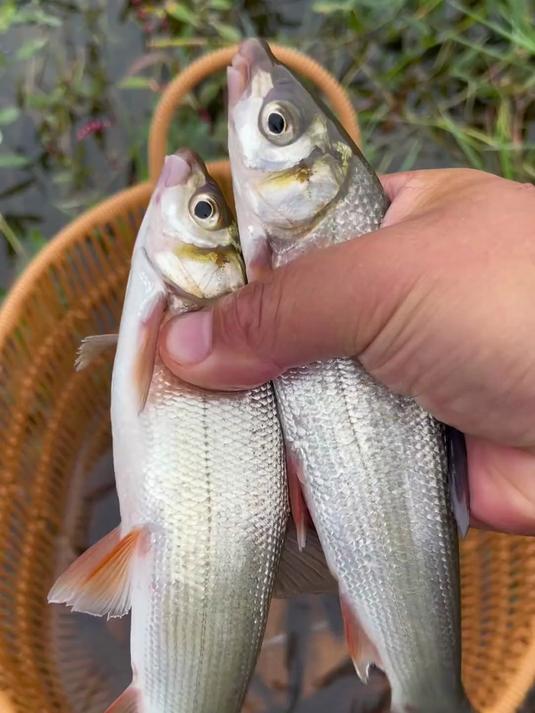 这种鱼是不是公认的最难吃淡水鱼，甚至被叫作“甩锅鱼”