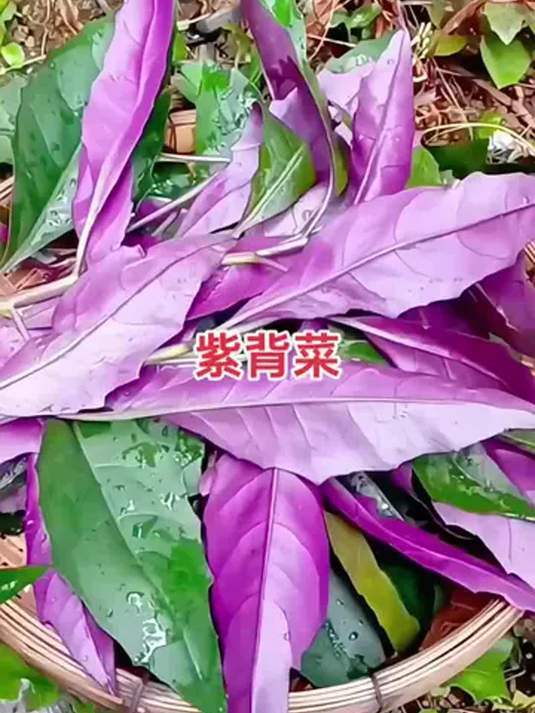 紫背菜种子 阳台小院都能种 四季轻松长好菜