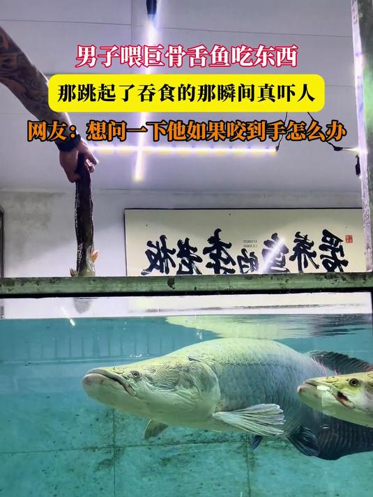 男子喂巨骨舌鱼吃东西,那跳起了吞食的那瞬间真吓人,网友:想问一下他如果咬到手怎么办