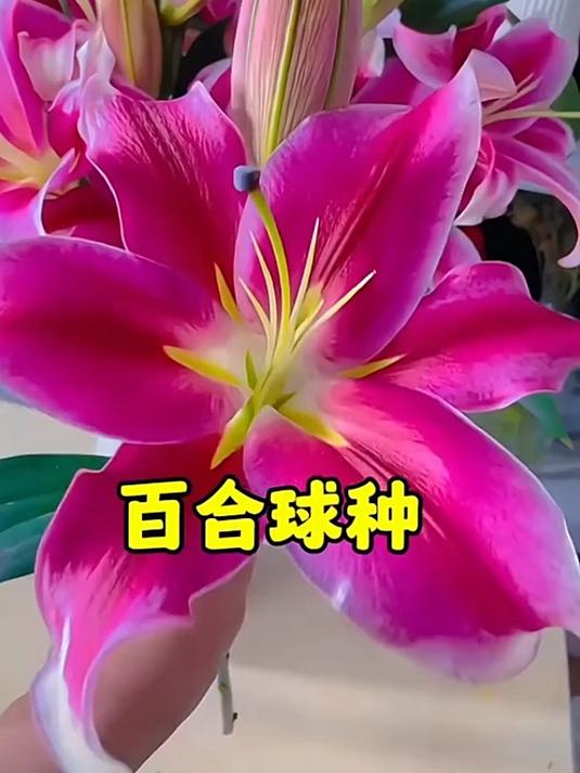 重瓣香水百合种球,谁能不爱?