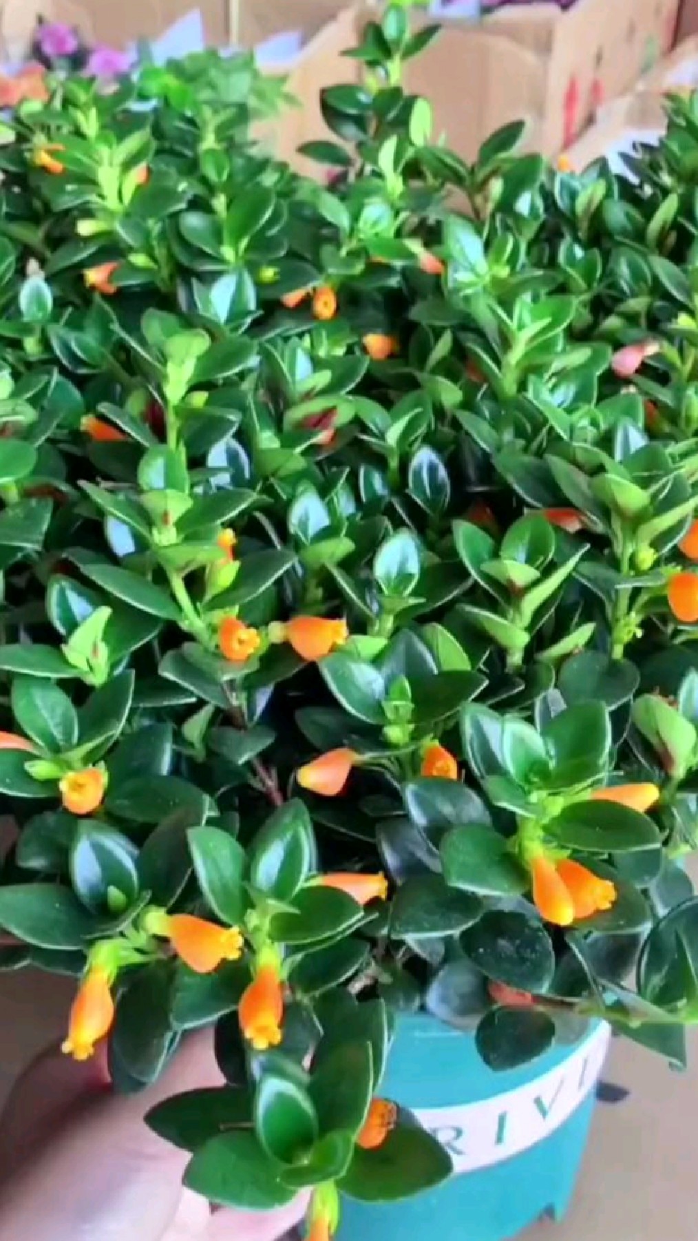 家庭种植金鱼吊兰的方法