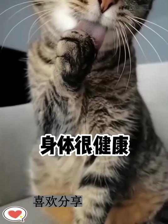 猫咪舌头的秘密!