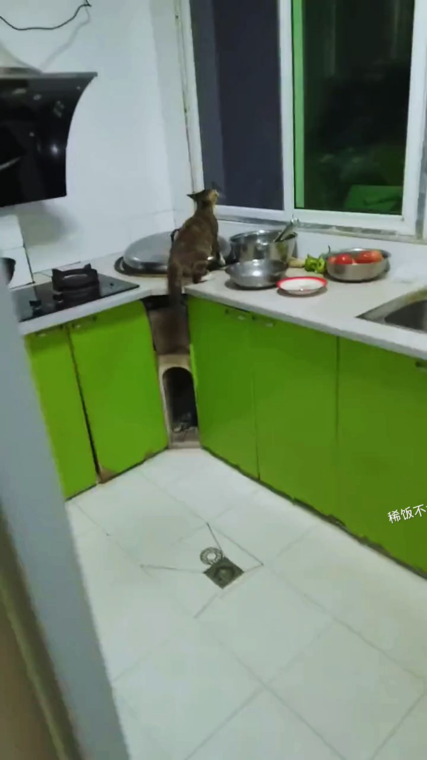 猫:不行我给你炒两个菜呗!