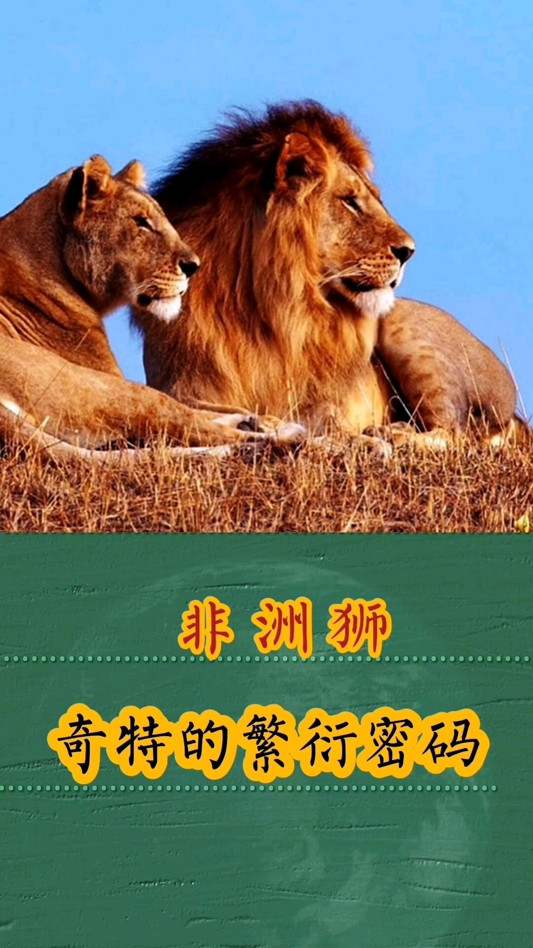 非洲狮,奇特的繁衍密码