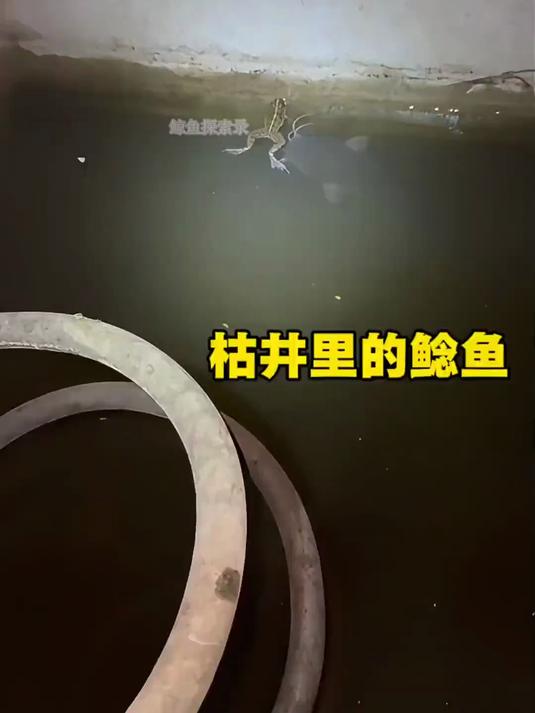 枯井里的鲶鱼