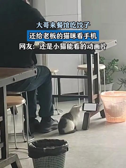 大哥来餐馆吃饺子，给老板的猫咪看手机，网友：还是它能看的动画