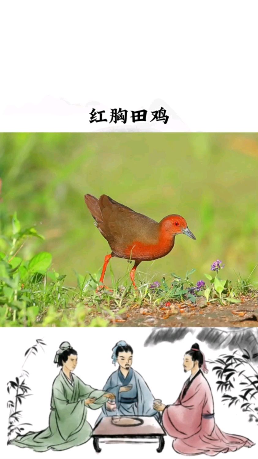 红胸田鸡俗称红胸秧歌,性胆小,善游泳,善奔跑和匿藏