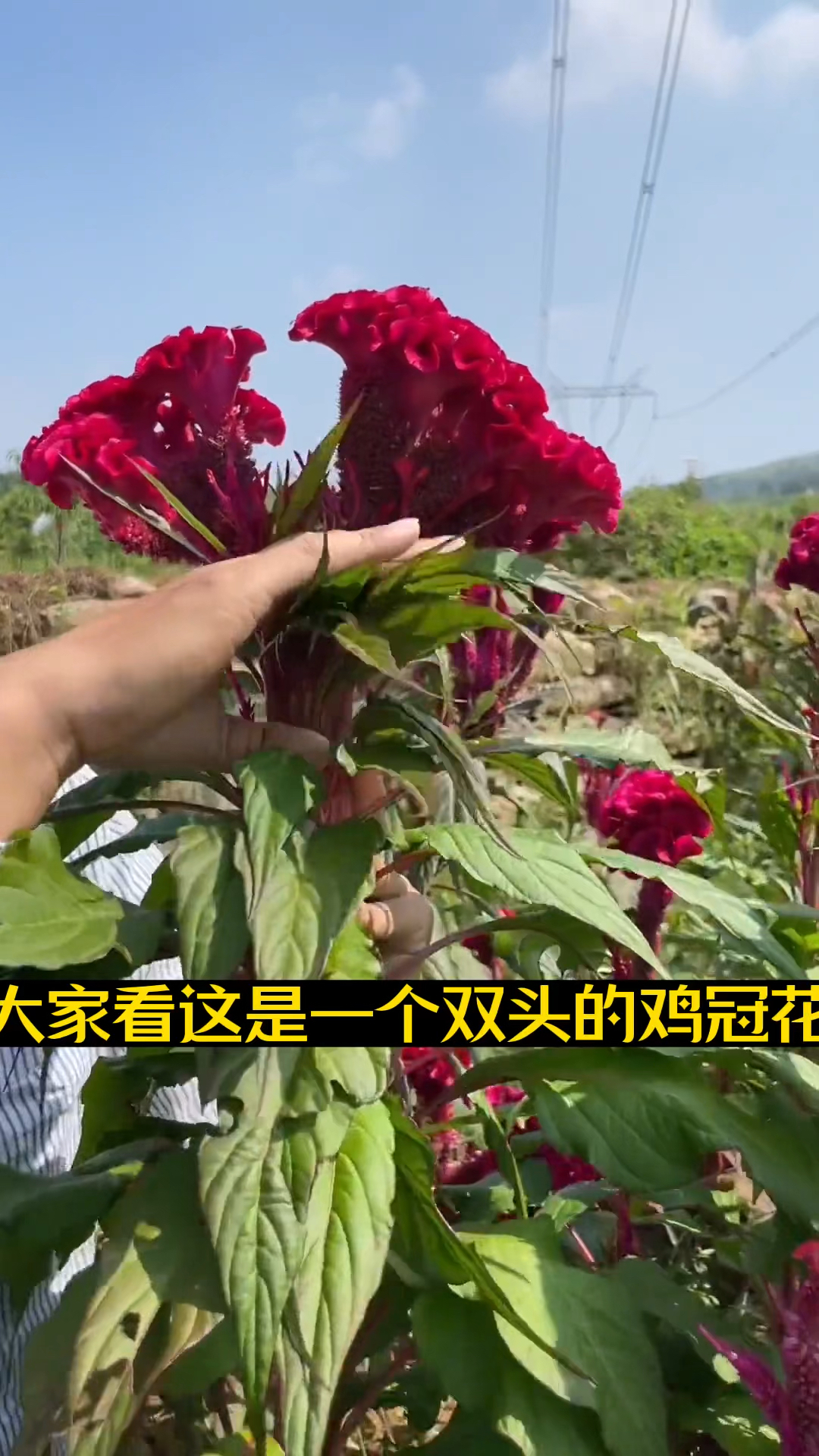 你们知道鸡冠花的作用吗?