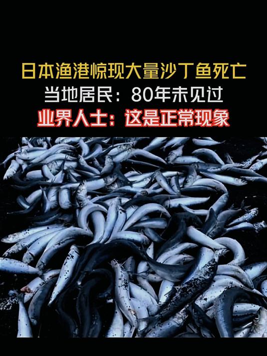 日本渔港惊现大量沙丁鱼死亡,当地居民称80年从未见过这种现象