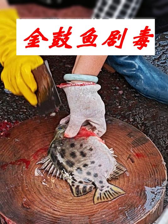金鼓背鳍剧毒,但不能斩断,否则鱼肉会苦