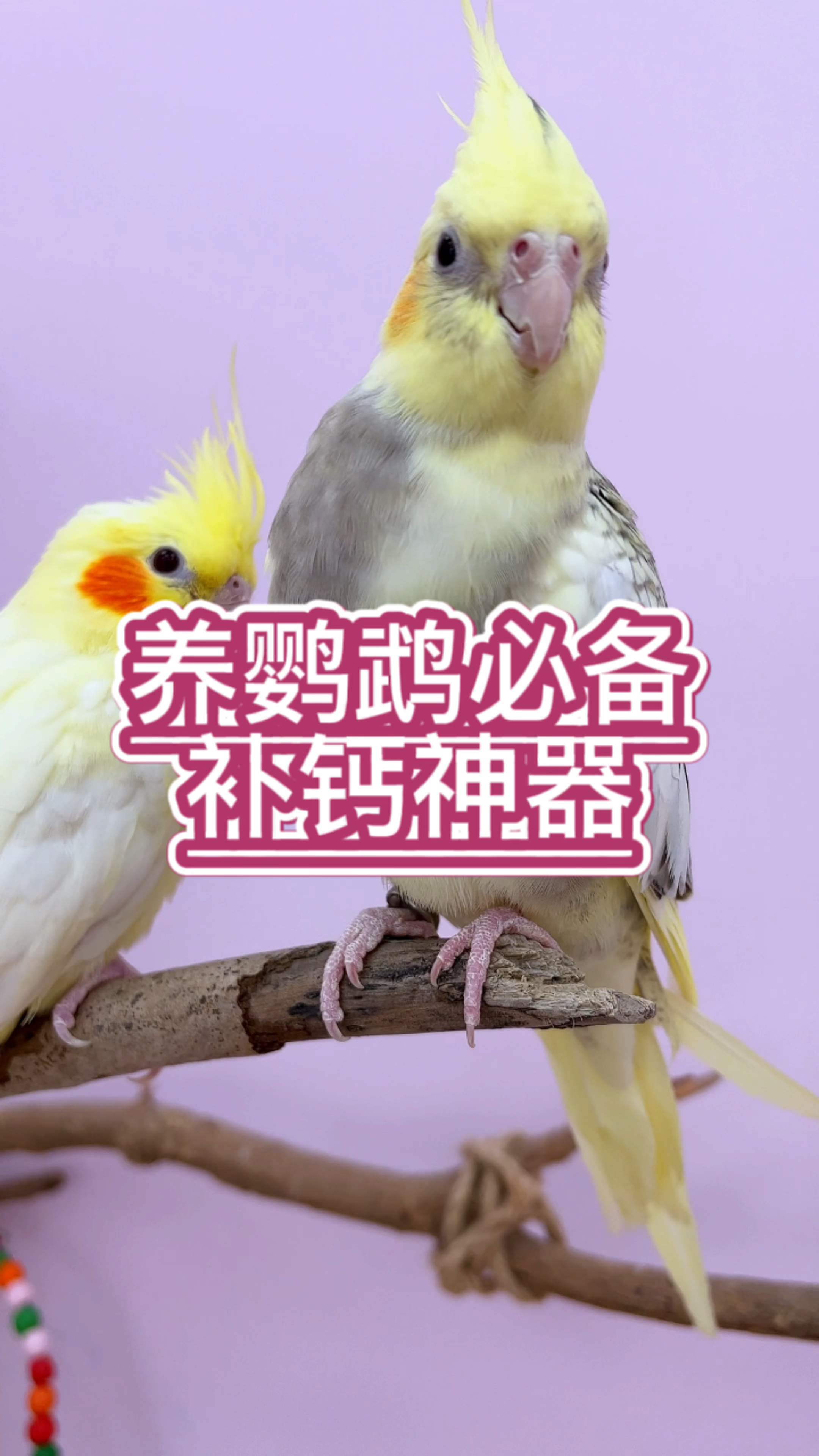 家里有鹦鹉的,一定要试试这个墨鱼骨粉,用一次才知道这么好用