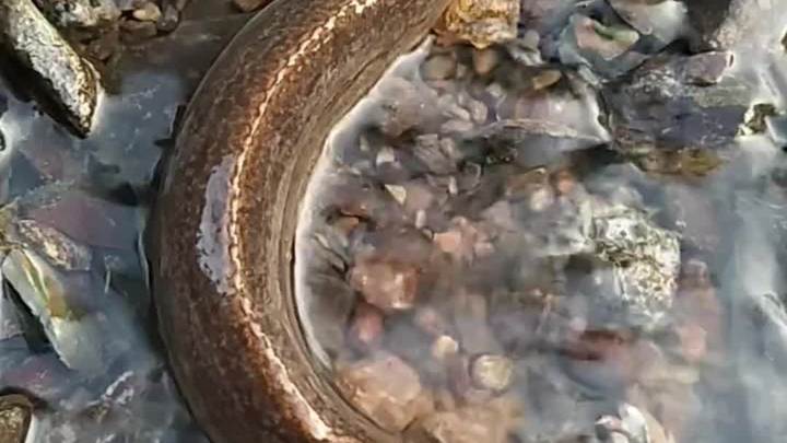 刺鳅鱼不能随便抓吗17日1