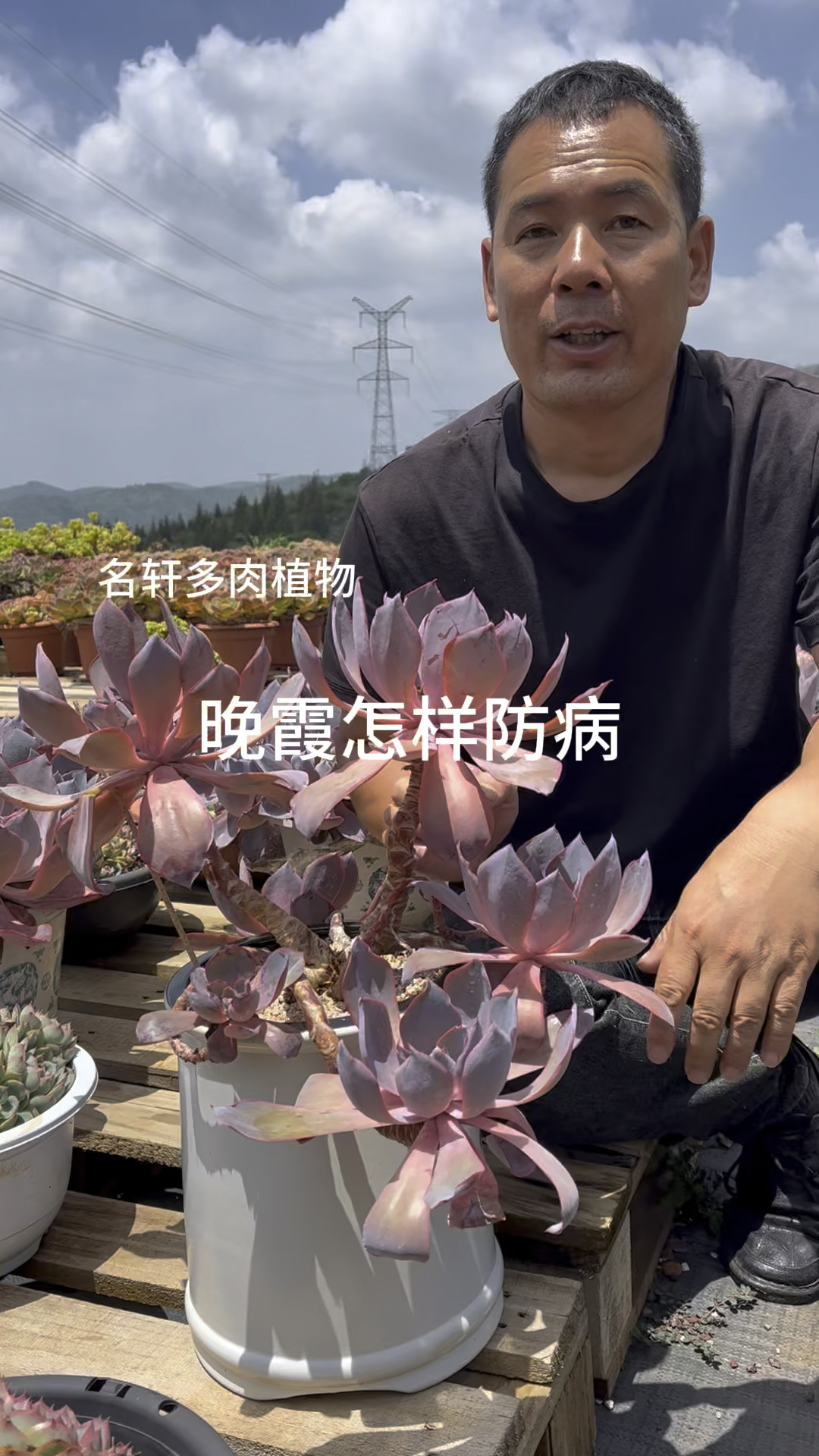 多肉植物晚霞怎样防病