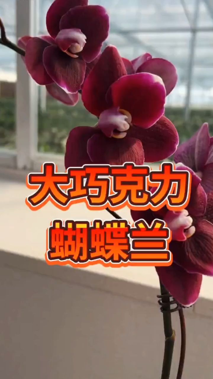 大巧克力蝴蝶兰,真的太好看了,爱了爱了,有喜欢的吗?
