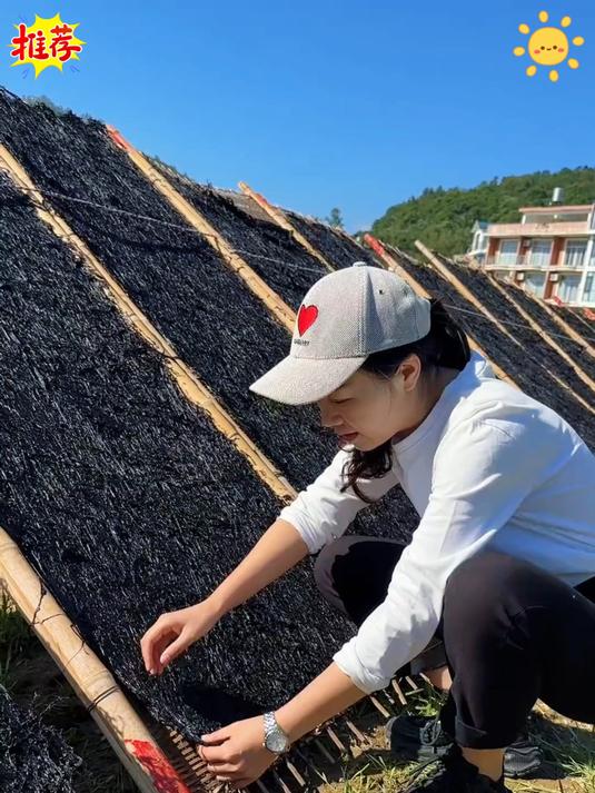 干净无沙免洗免撕的有机头水紫菜