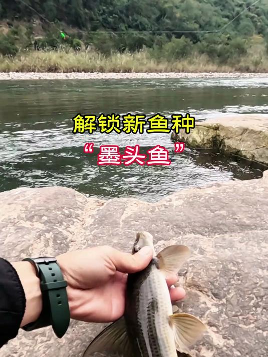 “墨头鱼”一种长得三不像的鱼种