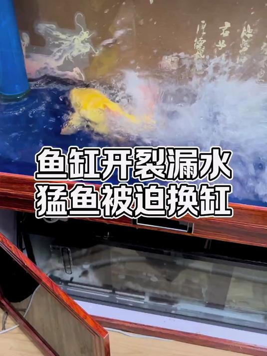 养鱼生涯第一次体会到炸缸!好在两条黄金猛鱼没有出现意外……