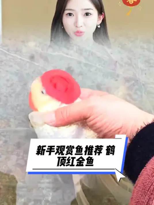 渔场直发鹤顶红金鱼 新手养它皮实好养 快来入手