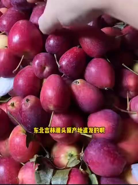 东北黑土地鸡心果口感，又甜又脆，汁水足