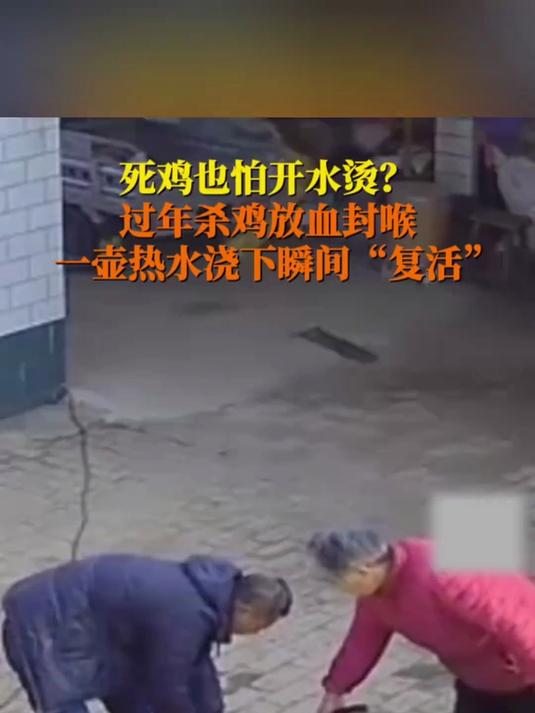 年鸡被放血封喉烫热水后神奇“复活” 万万没想到 杀鸡