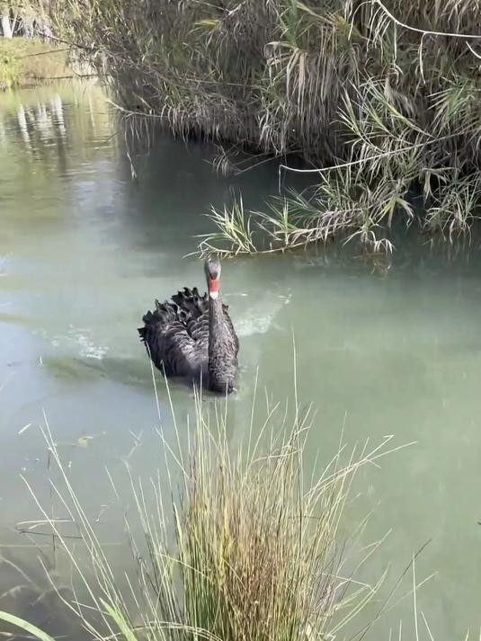 带你认识8种鹅，你都见过吗？