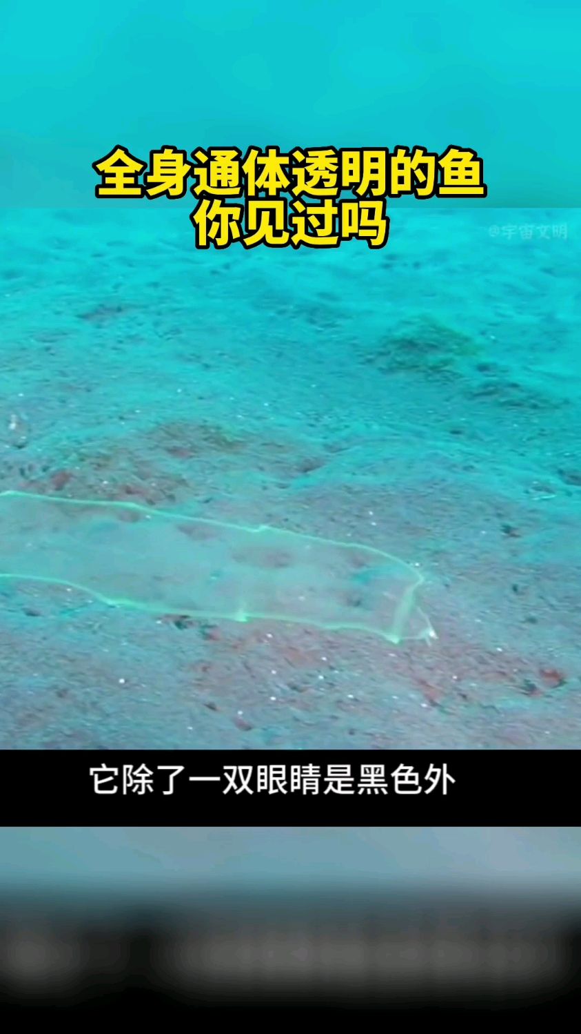 全身通体透明的鱼,你见过吗?