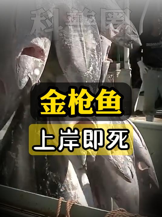 为什么金枪鱼一捕捞上岸即死?冰冻金枪鱼处理过程