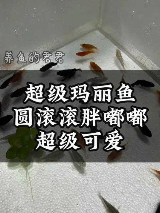 玛丽鱼竟是超生游击队!快递中能生,还不吃宝宝!