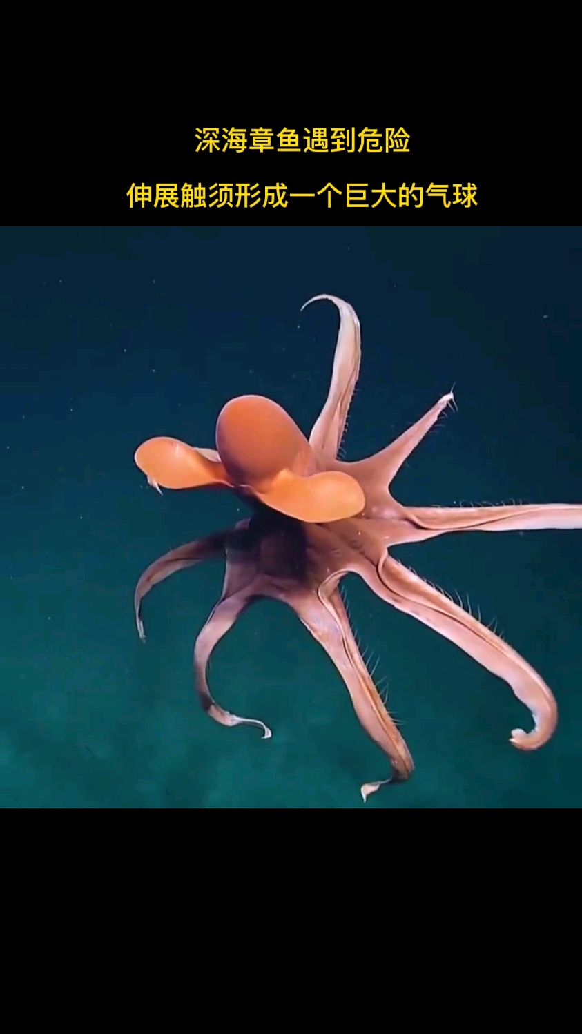 深海章鱼遇到危险,伸展触须形成一个巨大的气球