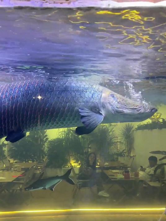 价值20个w的巨骨舌鱼