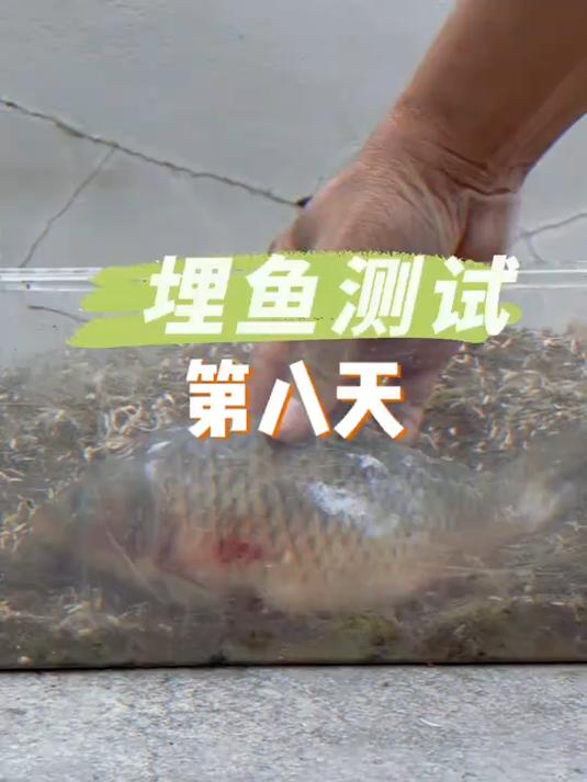 把一条鱼埋土里需要多久才能分解,今天是埋鱼测试的第八天!#种植小技巧#