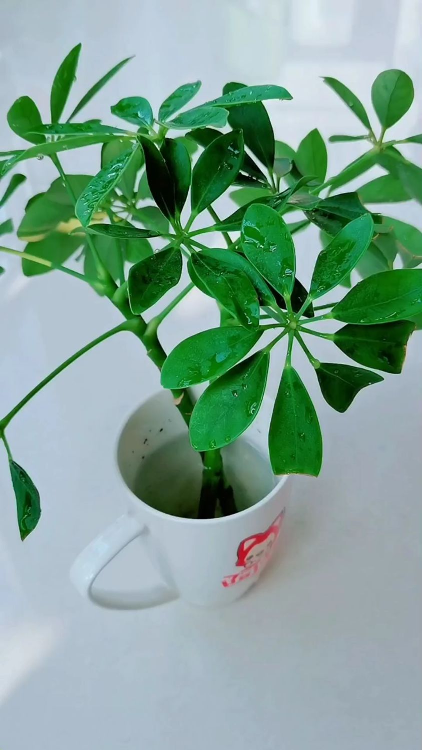 鸭脚木水培生根后如何移栽