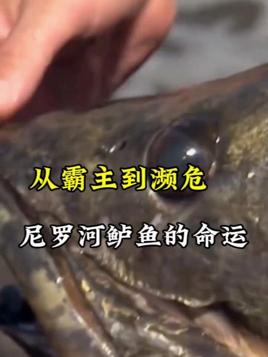 霸主到濒危 尼罗河鲈鱼的命运与人类的抉择