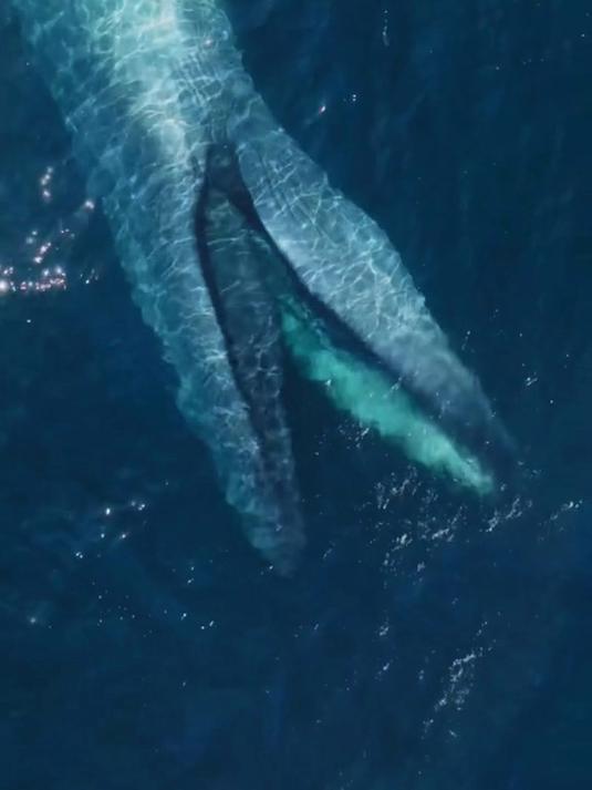 蓝鲸每顿饭吞下超多磷虾!它如何用庞大的吞咽能力支撑生存与增值